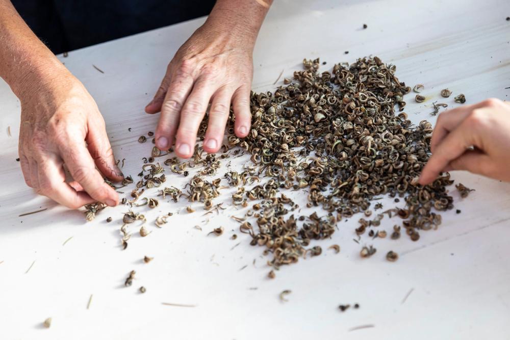 Workshop, savoir-vivre #3, Seed Workshop with Elisabeth Kössler, 26.06.2019 in the framework of the exhibition CACHE (Insurance Policy) by Jumana Manna © ar/ge kunst. Foto: Tiberio Sorvillo