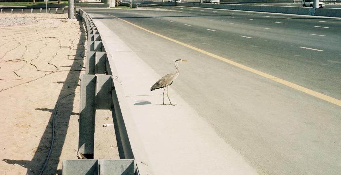 Stefano Graziani, "Dubai" (detail), 2008