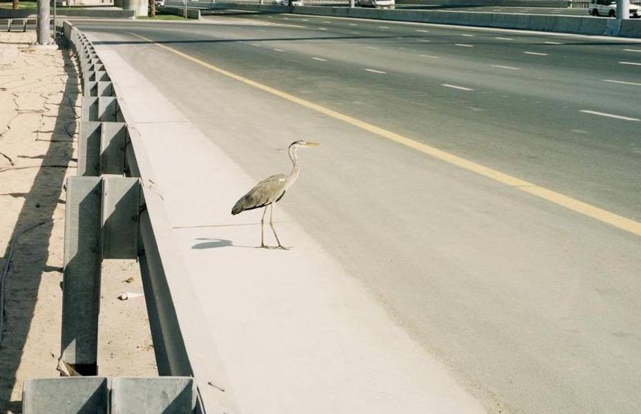 Stefano Graziani, "Dubai" (detail), 2008