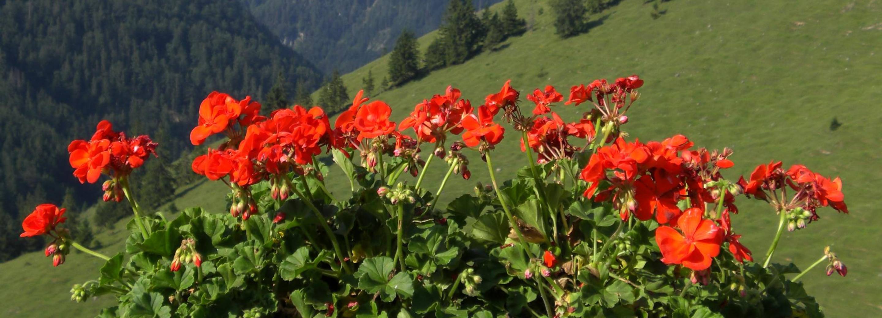 This image was licensed under Creative Commons Attribution-NonCommercial-NoDerives 2.0 Generic