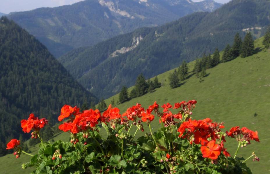 This image was licensed under Creative Commons Attribution-NonCommercial-NoDerives 2.0 Generic