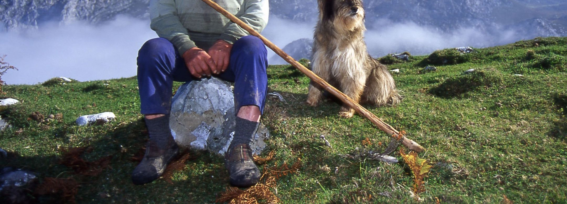 Inland, Shepherd School, ( 2004 - ongoing)