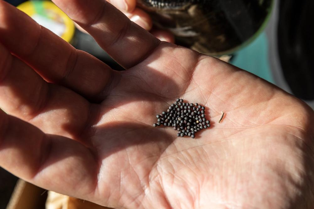 Workshop, savoir-vivre #3, Seed Workshop with Elisabeth Kössler, 26.06.2019 in the framework of the exhibition CACHE (Insurance Policy) by Jumana Manna © ar/ge kunst. Foto: Tiberio Sorvillo