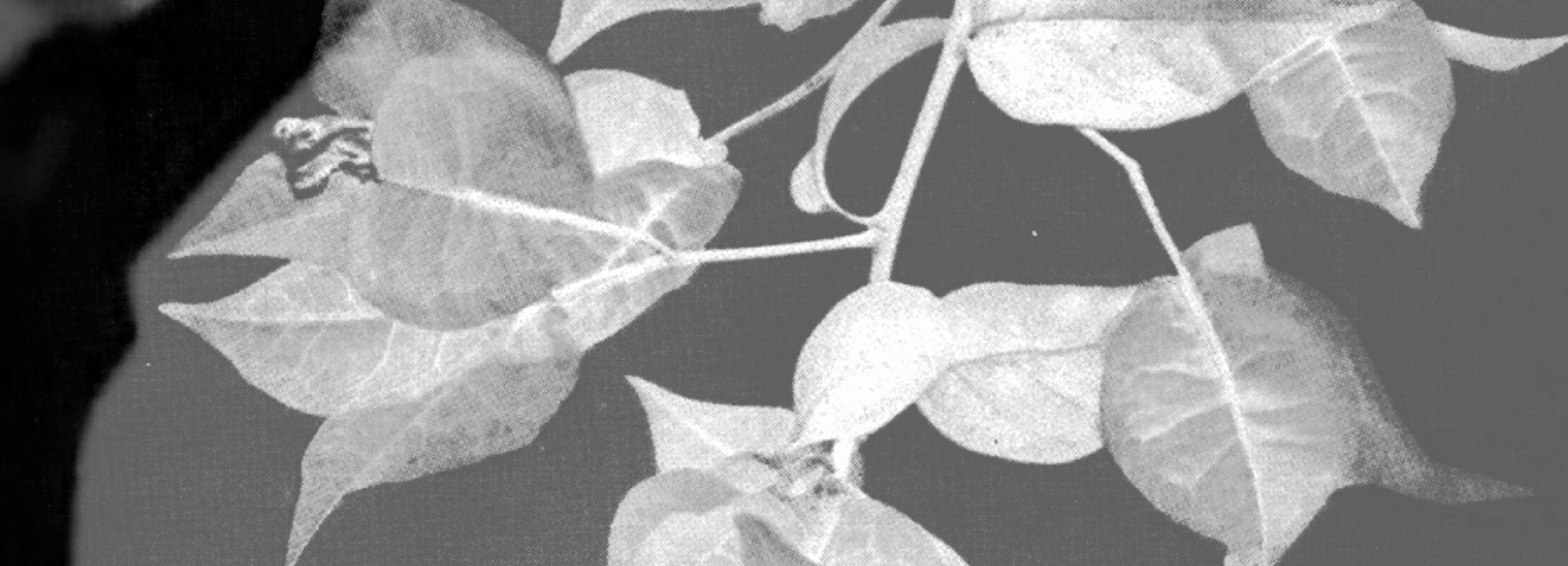 Romy Rüegger, Are You an Underground? A Ship’s Deck or a Terrace?