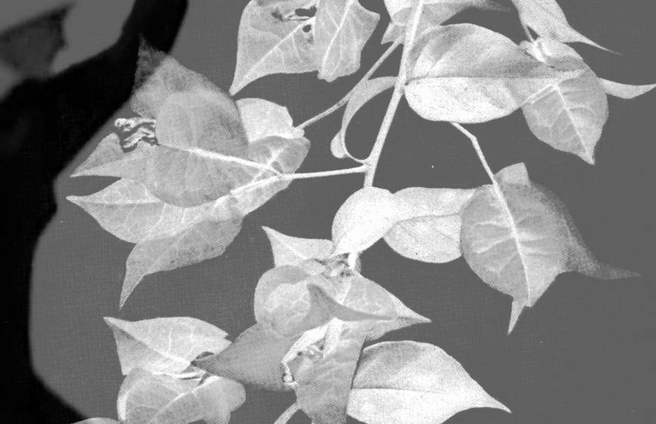 Romy Rüegger, Are You an Underground? A Ship’s Deck or a Terrace?