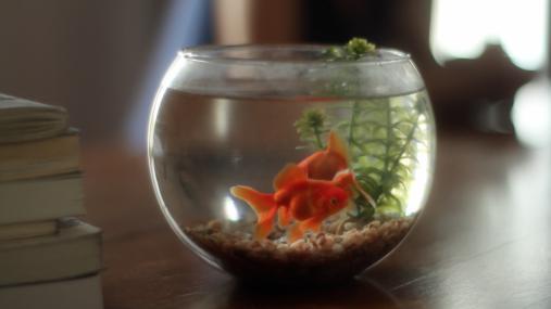 Alejandro Cesarco, Methodology, HD video with sound, 7 minutes, 2011