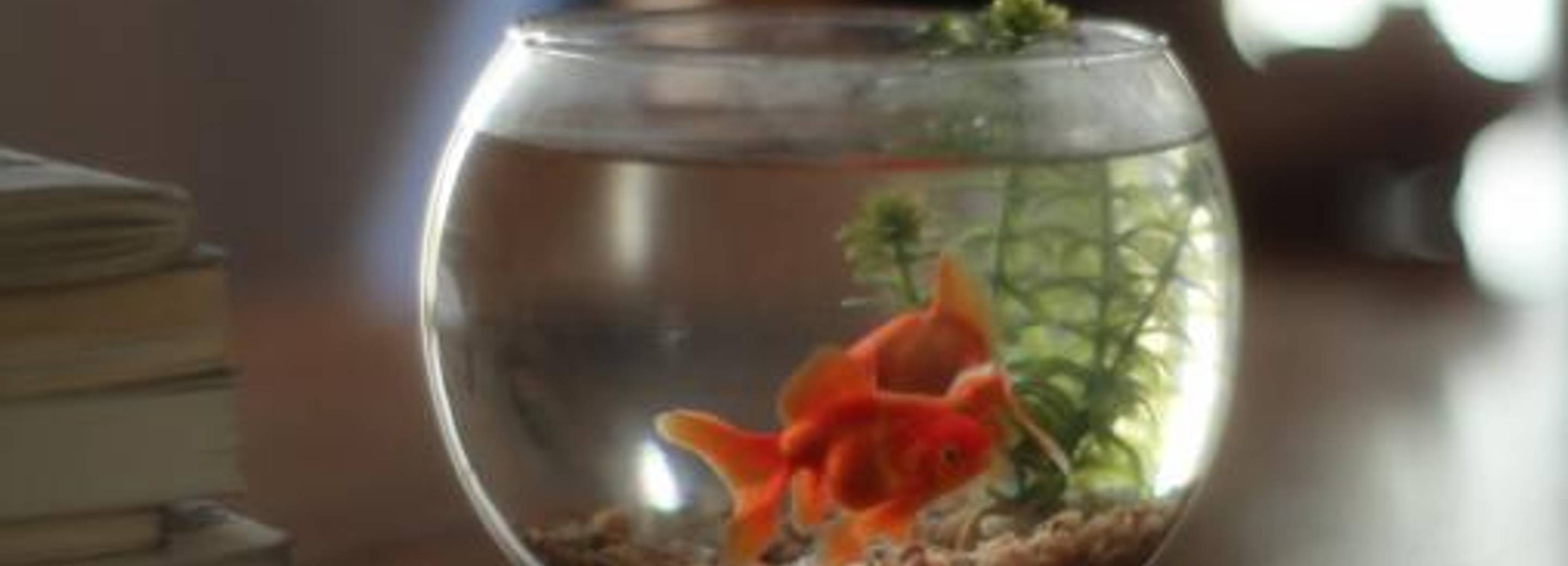 Alejandro Cesarco, Methodology, HD video with sound, 7 minutes, 2011