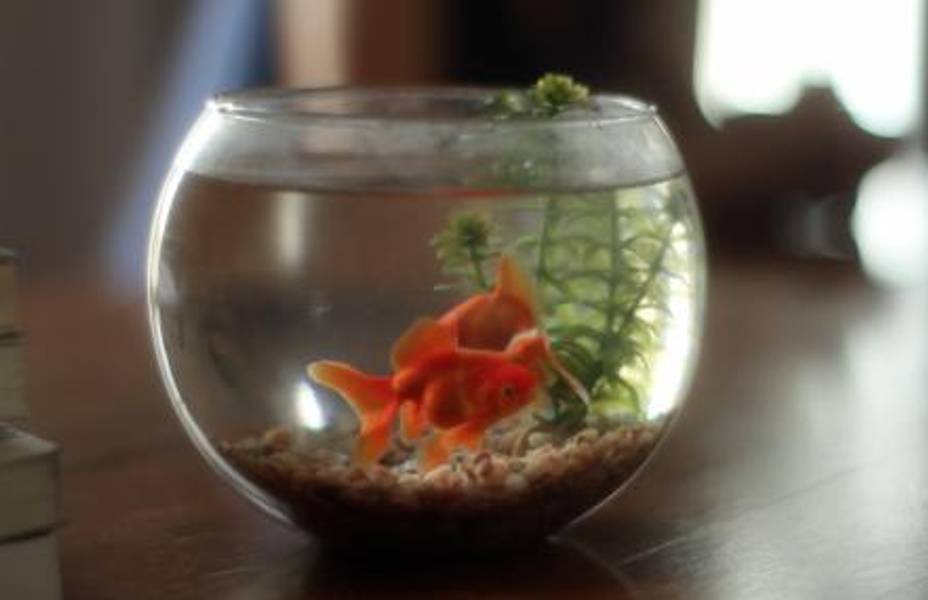 Alejandro Cesarco, Methodology, HD video with sound, 7 minutes, 2011