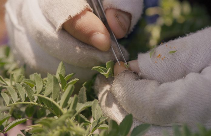 Wild Relatives, Cross pollination, Jumana Manna