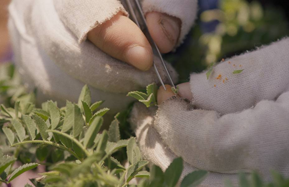 Wild Relatives, Cross pollination, Jumana Manna