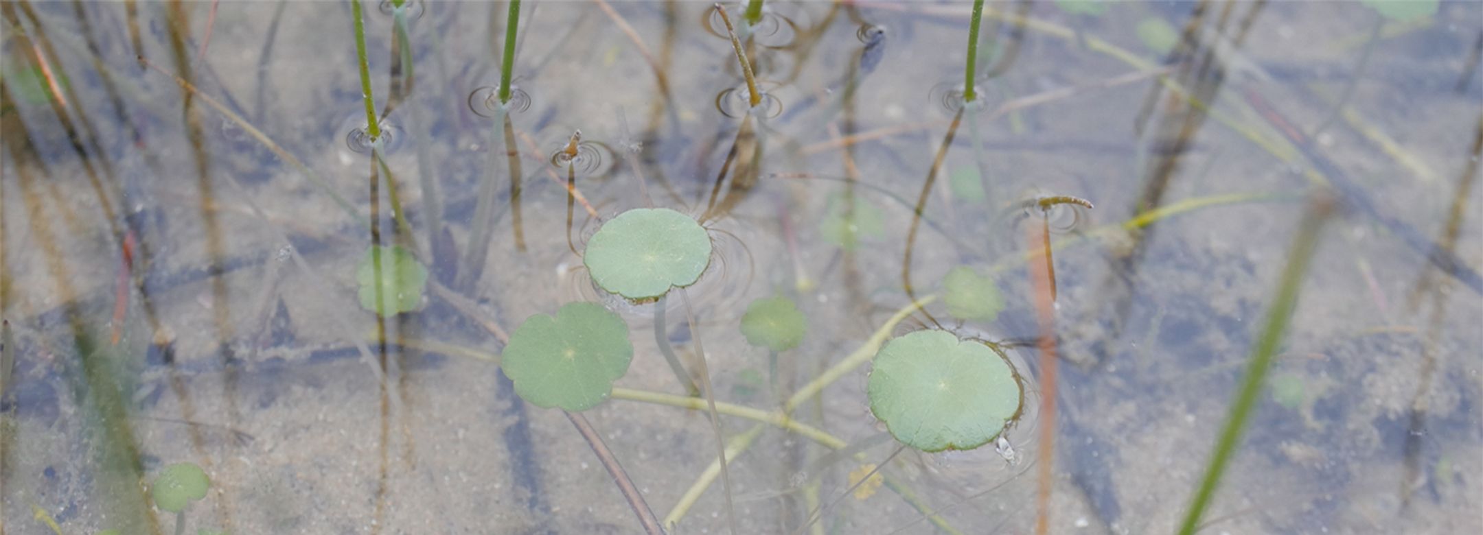 Hydrocotyle vulgaris, Fort Vert, Calais. Photo: Hanna Rullmann.