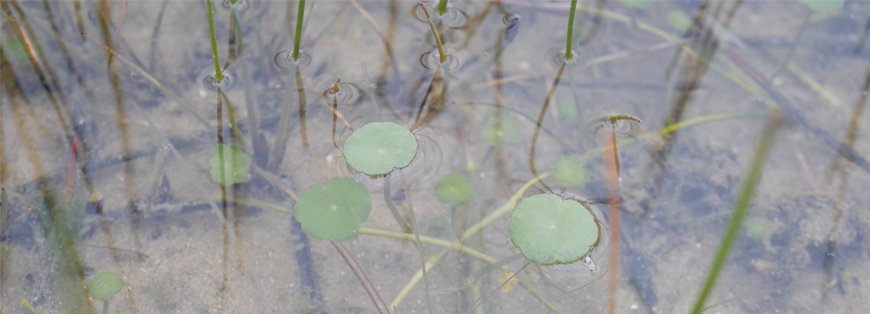 Hydrocotyle vulgaris, Fort Vert, Calais. Photo: Hanna Rullmann.