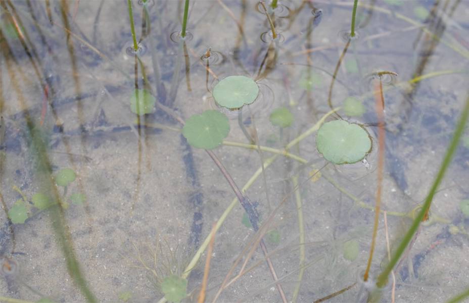 Hydrocotyle vulgaris, Fort Vert, Calais. Photo: Hanna Rullmann.