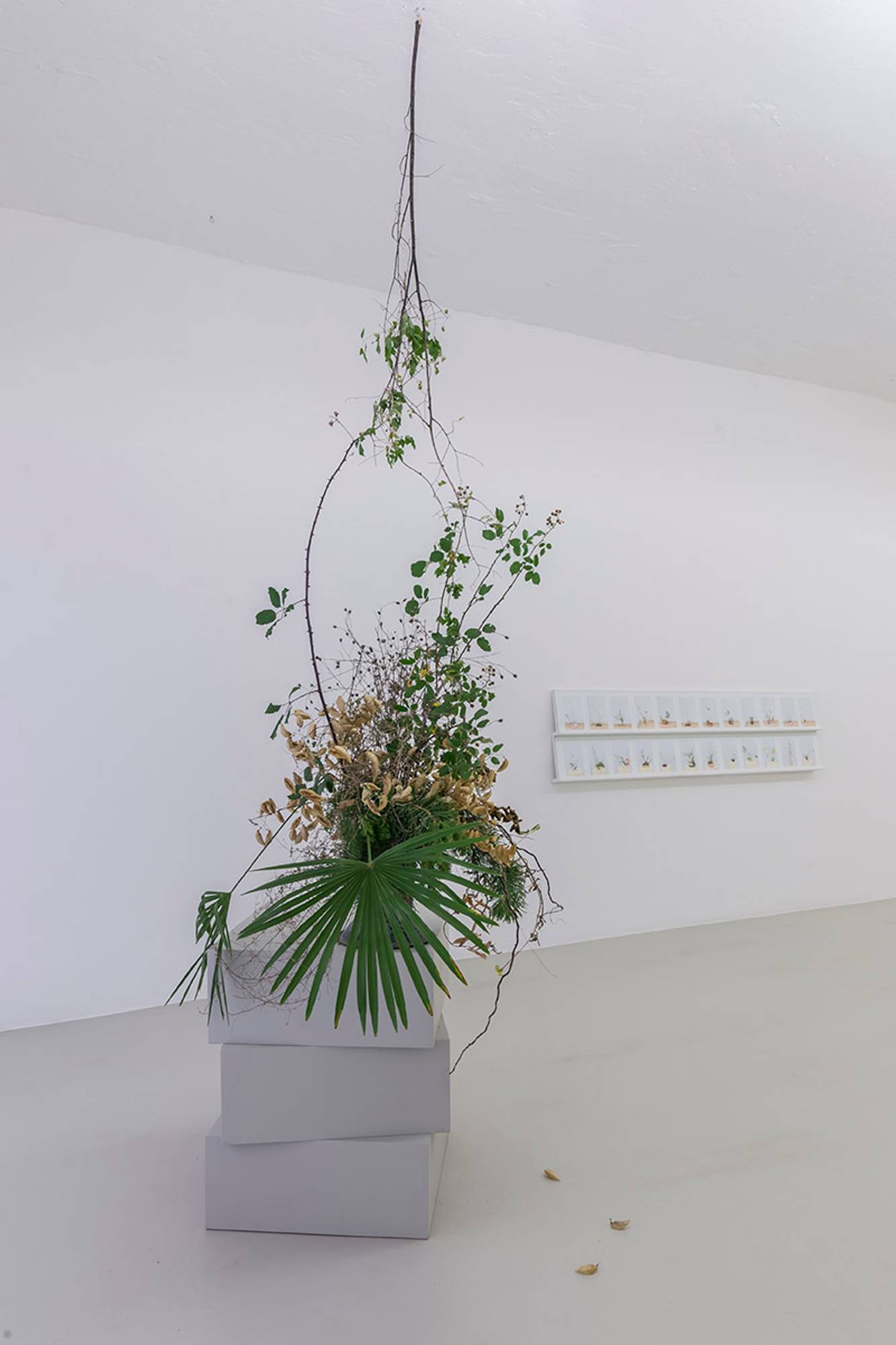 Martina della Valle in collaboration with Rie Ono, One flower one leaf #3, Photo serie, cut flowers, vase, variable dimensions, 2017. Photo Guadagnini ©argekunst