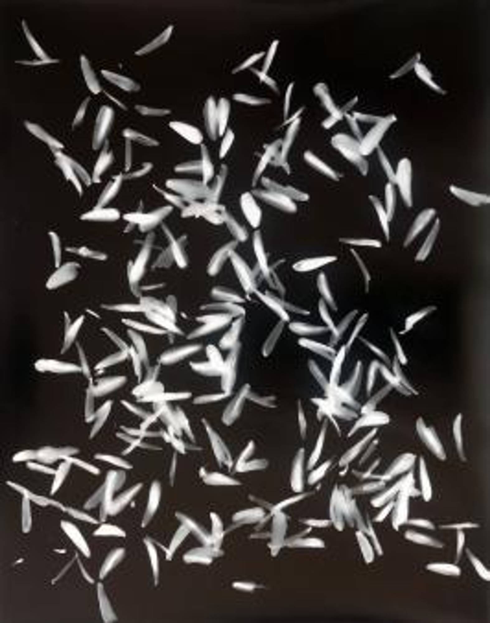 Misha StrojChi Semina Vento, Fotogram. 30 x 24 cm. Courtesy thr artist and Kerstin Engholm Galerie, Vienna