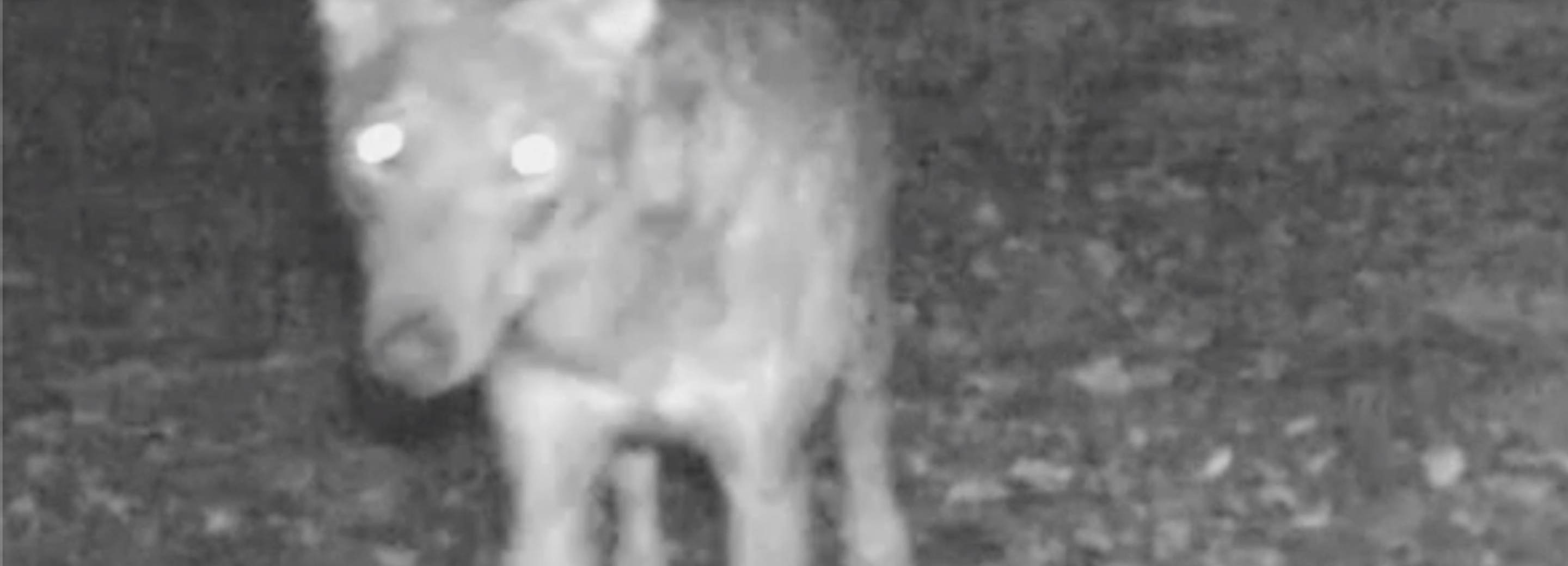 FLOATING FEARS / EXPOSED LAND / PREDATORY HABITUS, JOHANNA PLATZGUMMER UND ELISABETH TAUBER, videostill, 2021