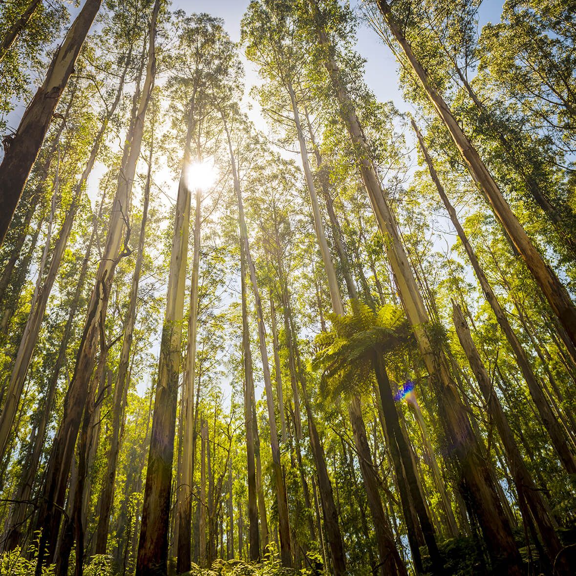 Choosing the Right Timber Species for Your Project