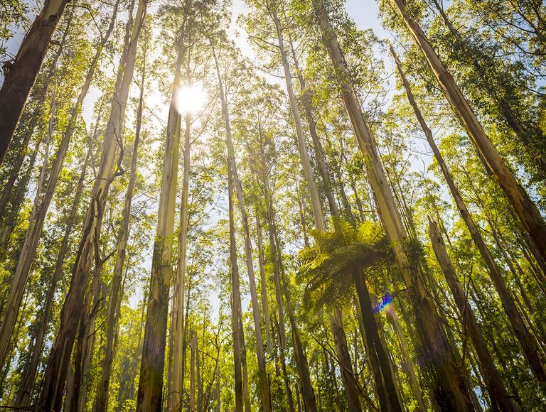 Choosing the Right Timber Species for Your Project