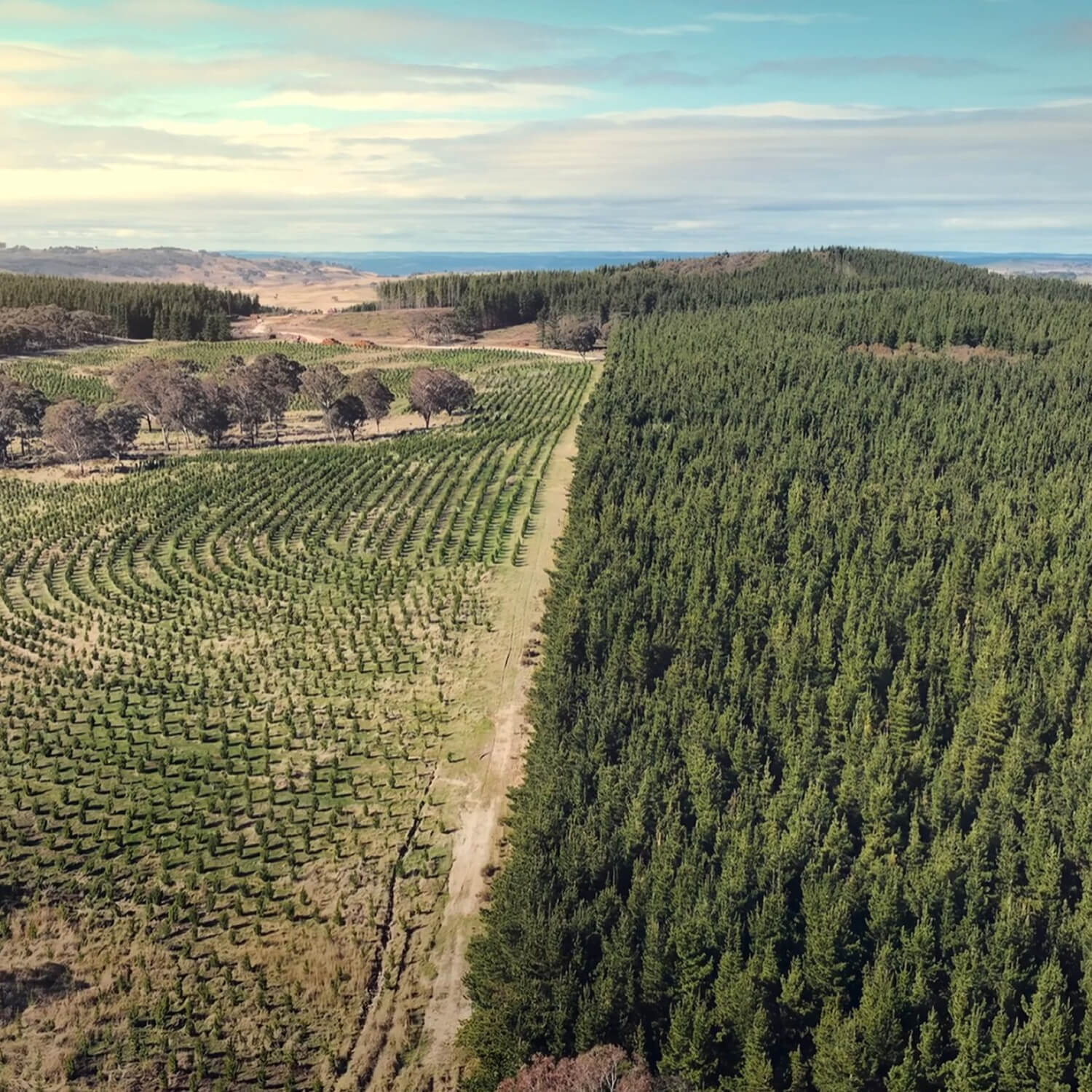 An aerial shot of plantation pines