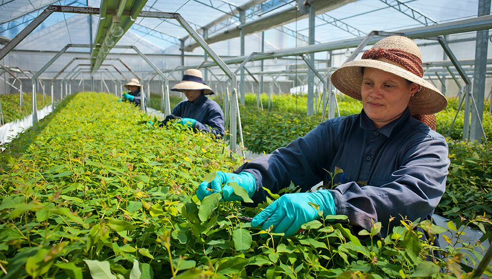 How Porta is Shaping Sustainable Timber Manufacturing