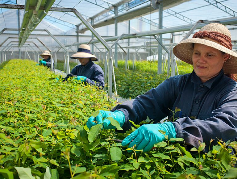 How Porta is Shaping Sustainable Timber Manufacturing