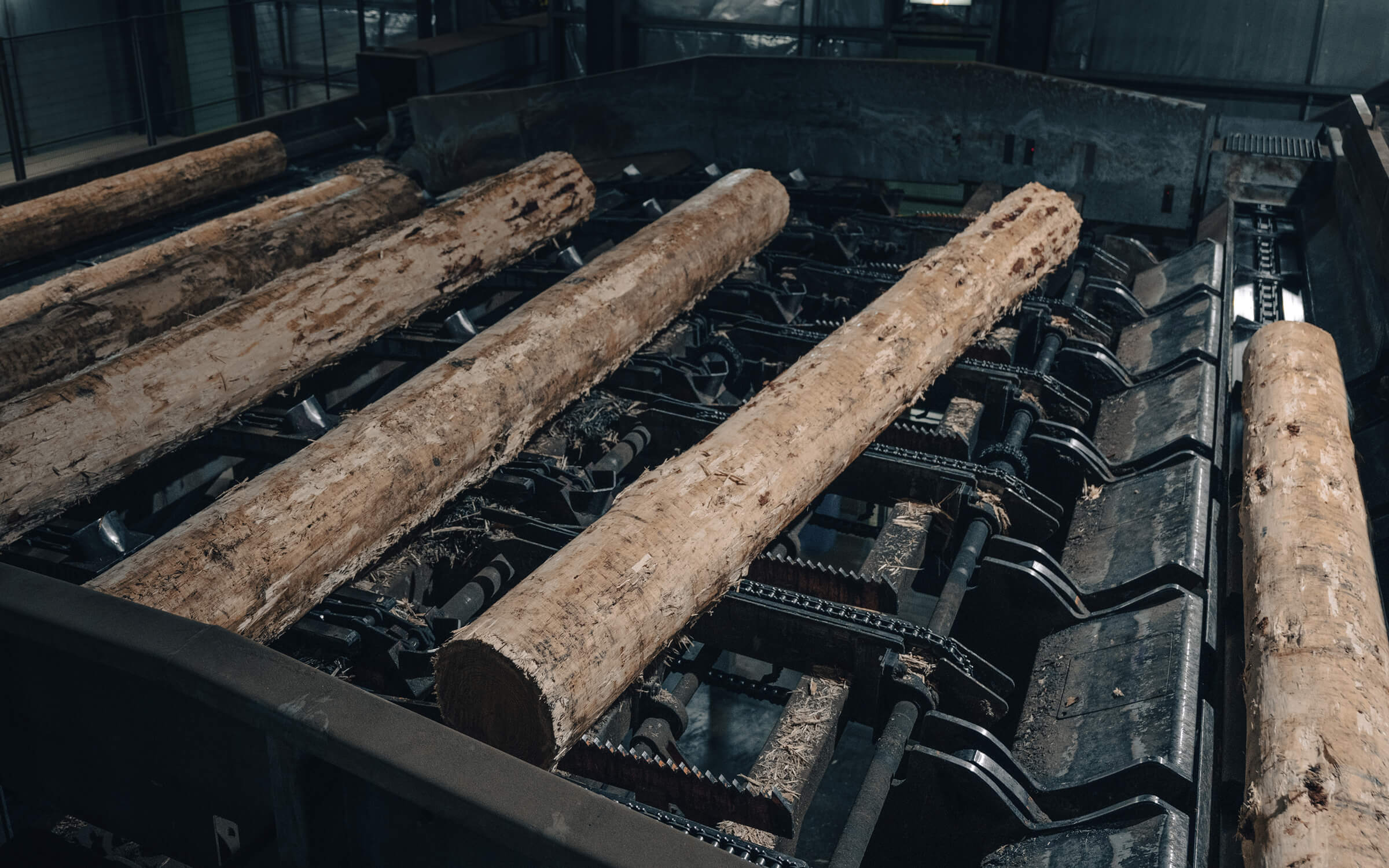 Timber logs fed into sawmill