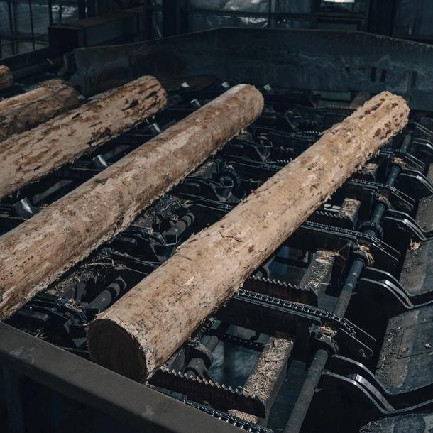 Timber logs fed into sawmill