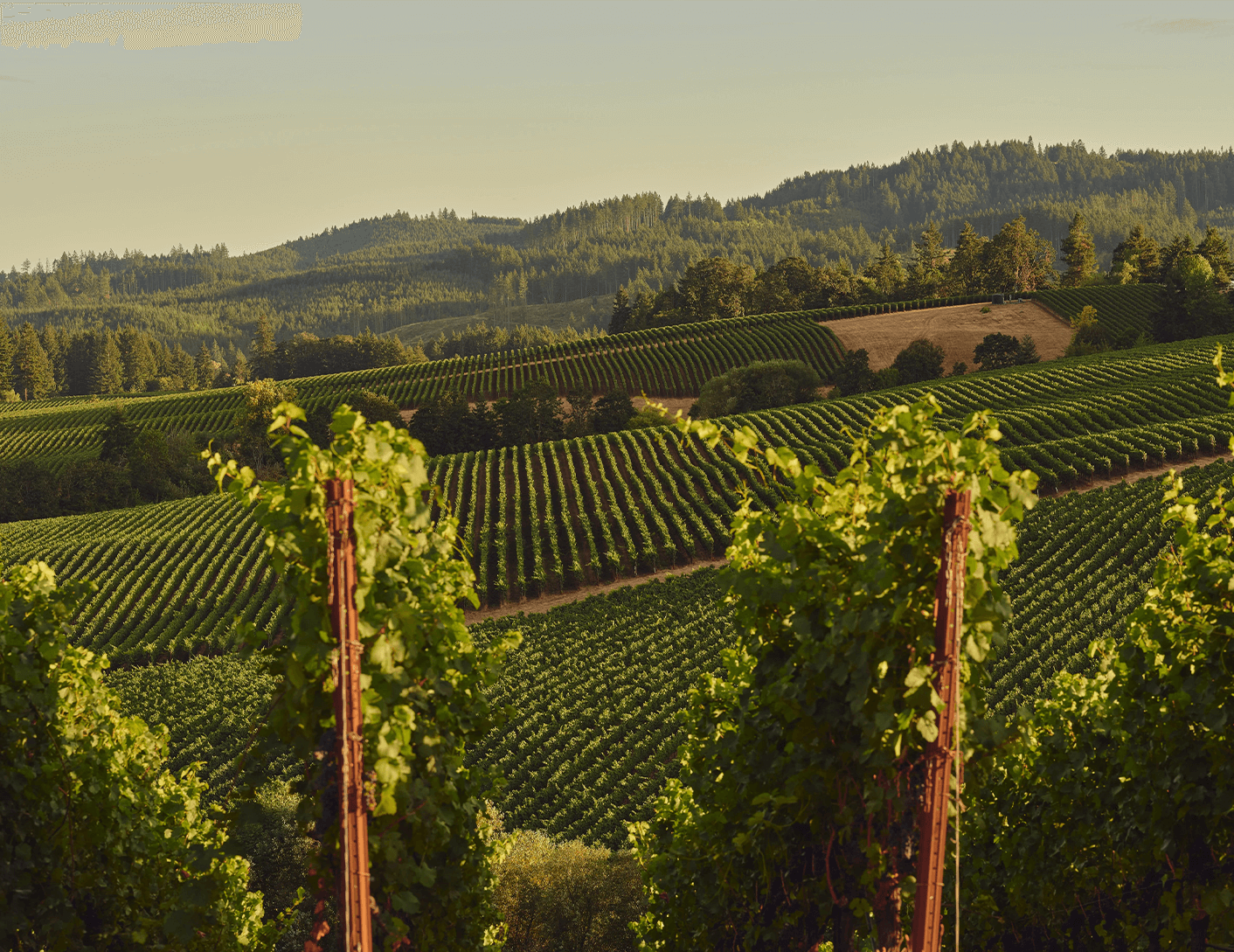 20220811_Artistry_of_Winemaking_Editorial_split_1.png