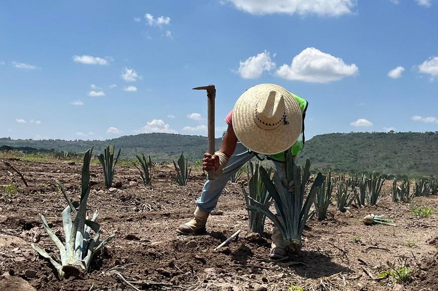 agave fields worker_872by580.jpg