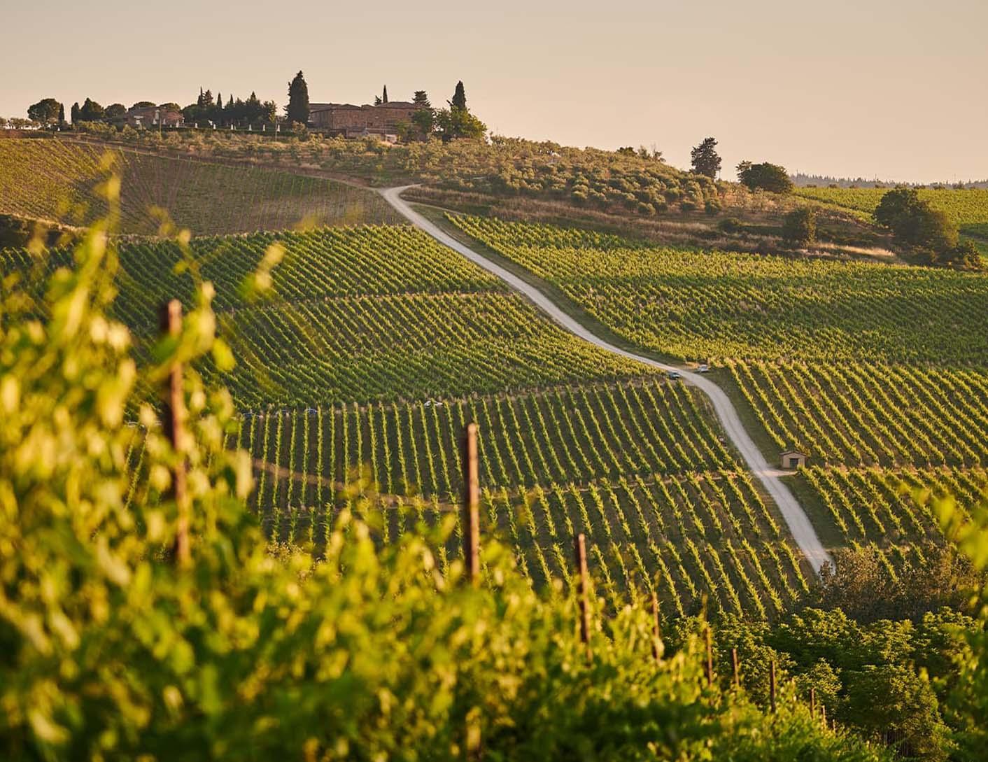 vineyard_split_4.jpg