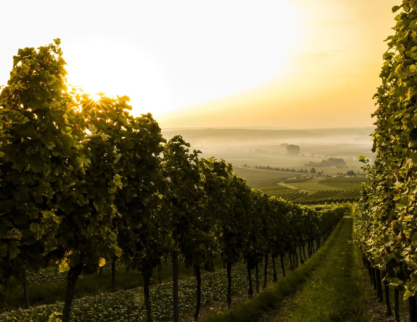 vineyard_split_3.jpeg