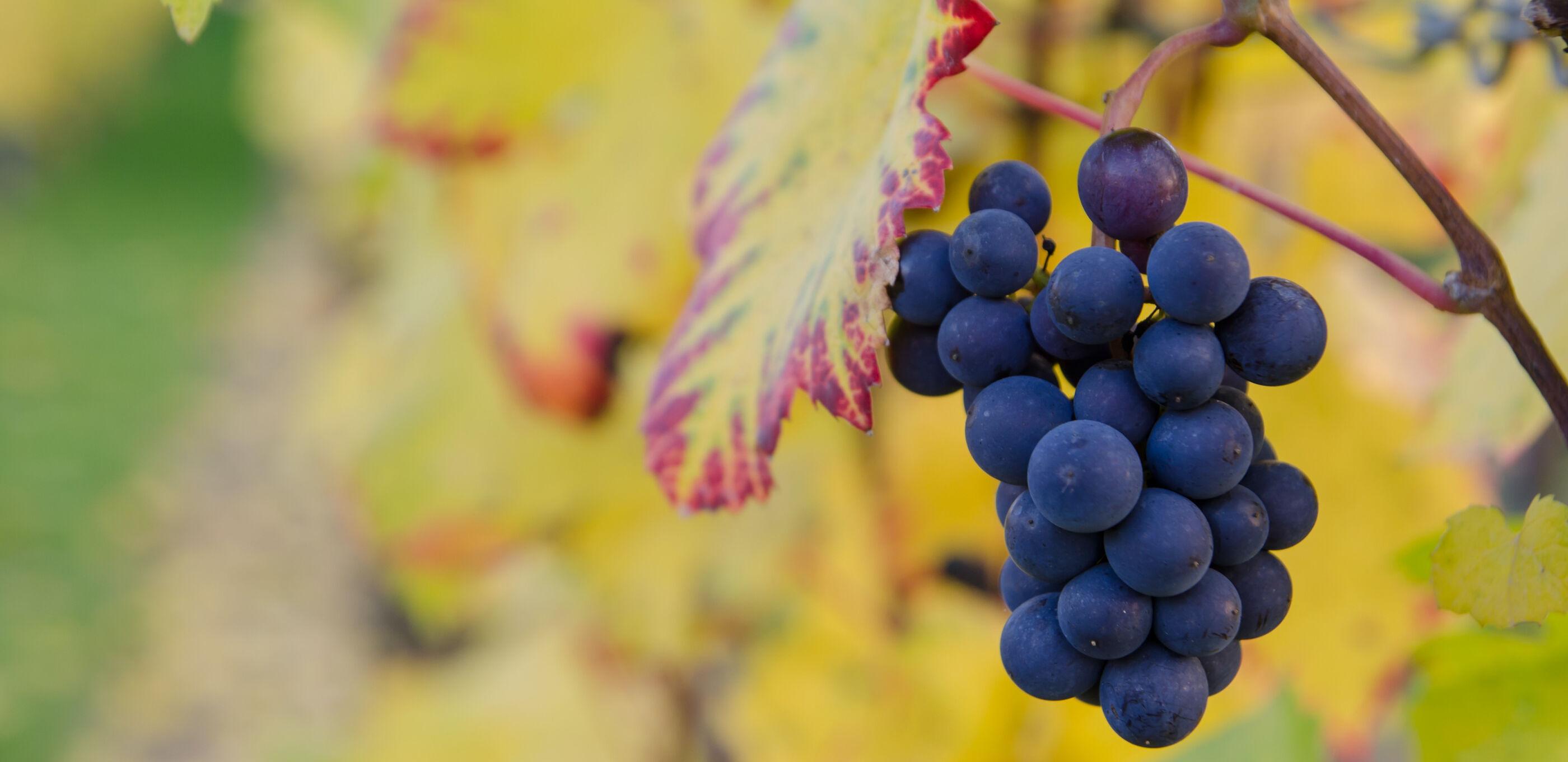 Fall_Wine_Hero__desktop_-1.jpg