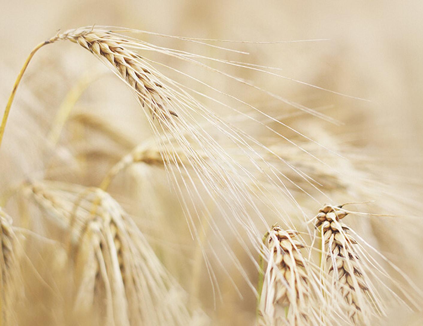 iichiko_process_barley__1___1_.jpg