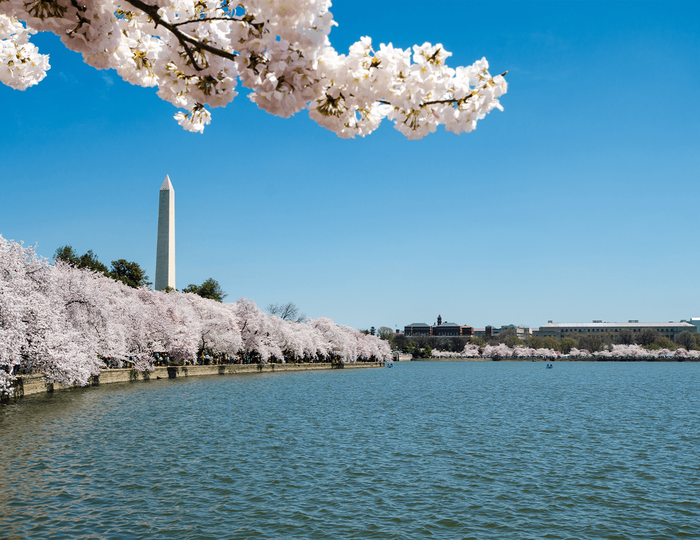 20230103_Roku_Cherry_Blosson_split_2.png