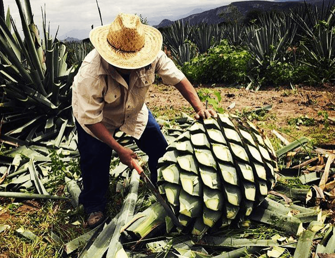 20221219_Mezcal_33_BTB_Editorial_split_6.png