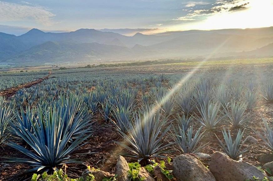 agave fields sunray_872by580.jpg