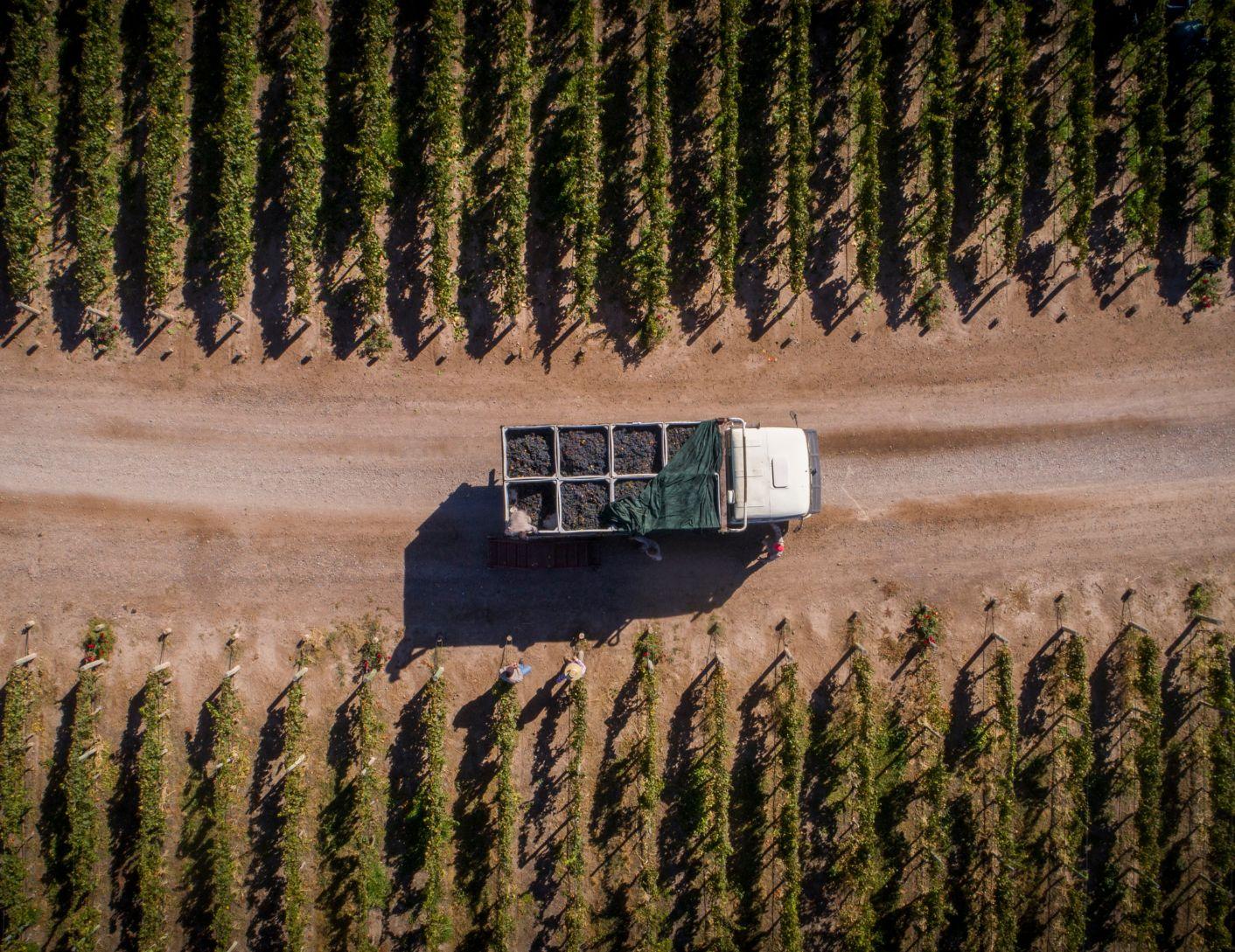 vineyard_long_tout_2.jpg