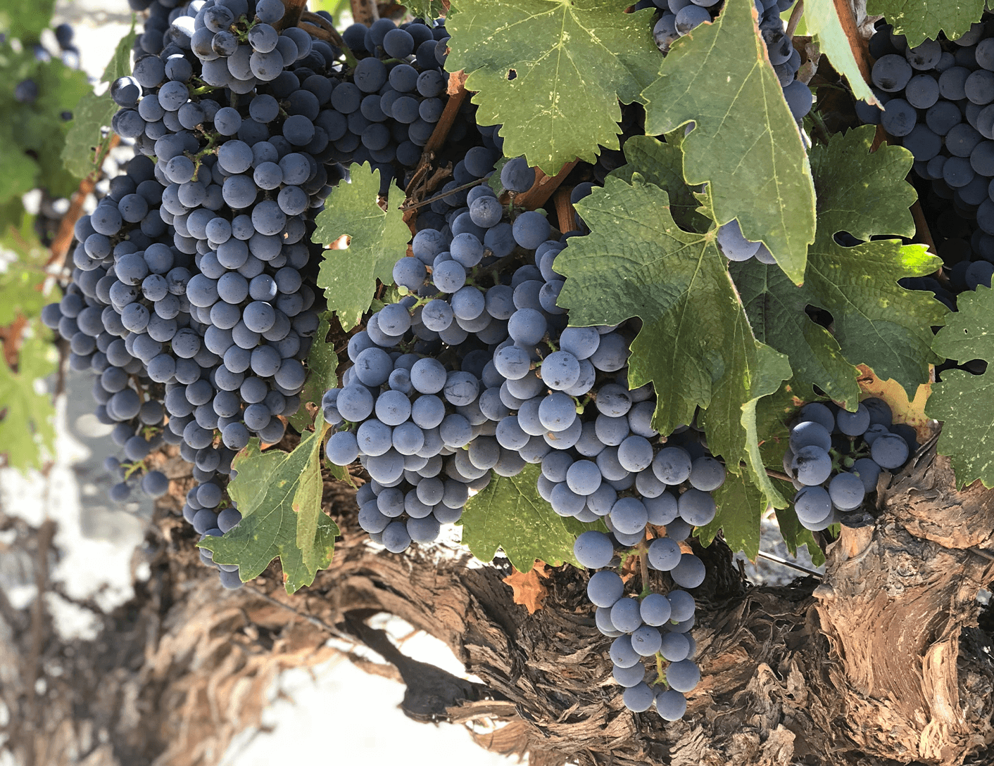 20220811_Artistry_of_Winemaking_Editorial_split_4.png