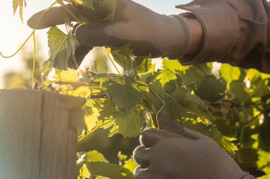 Fall in the Vineyard - Article Split Tout Image.jpg