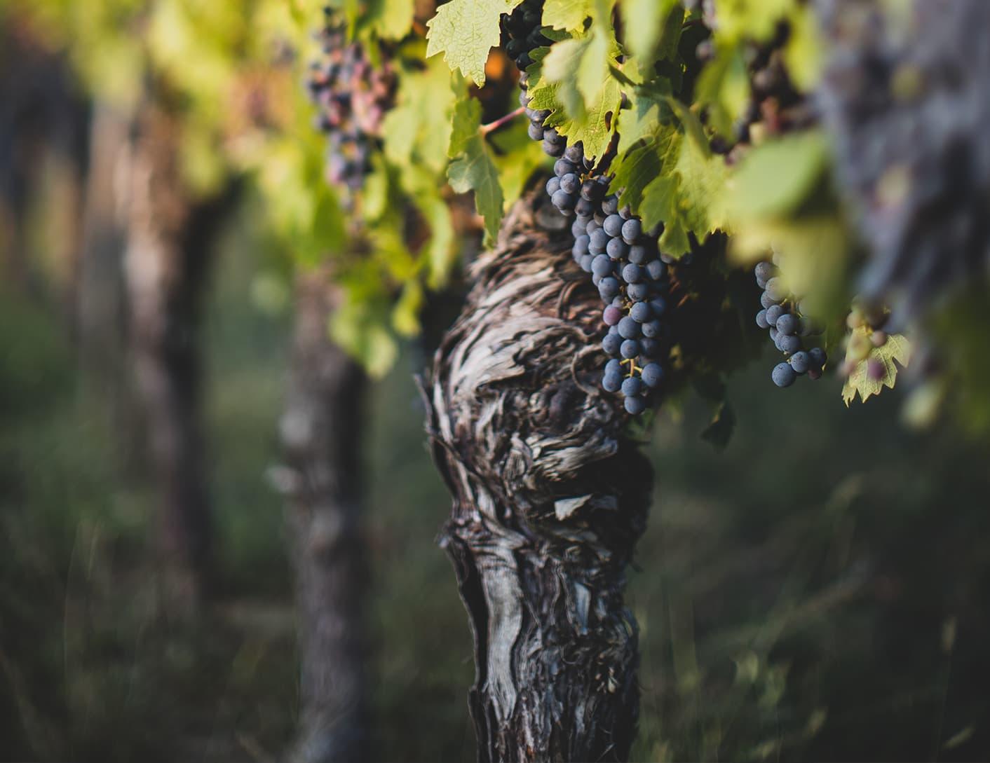 vineyard_split_2.jpeg