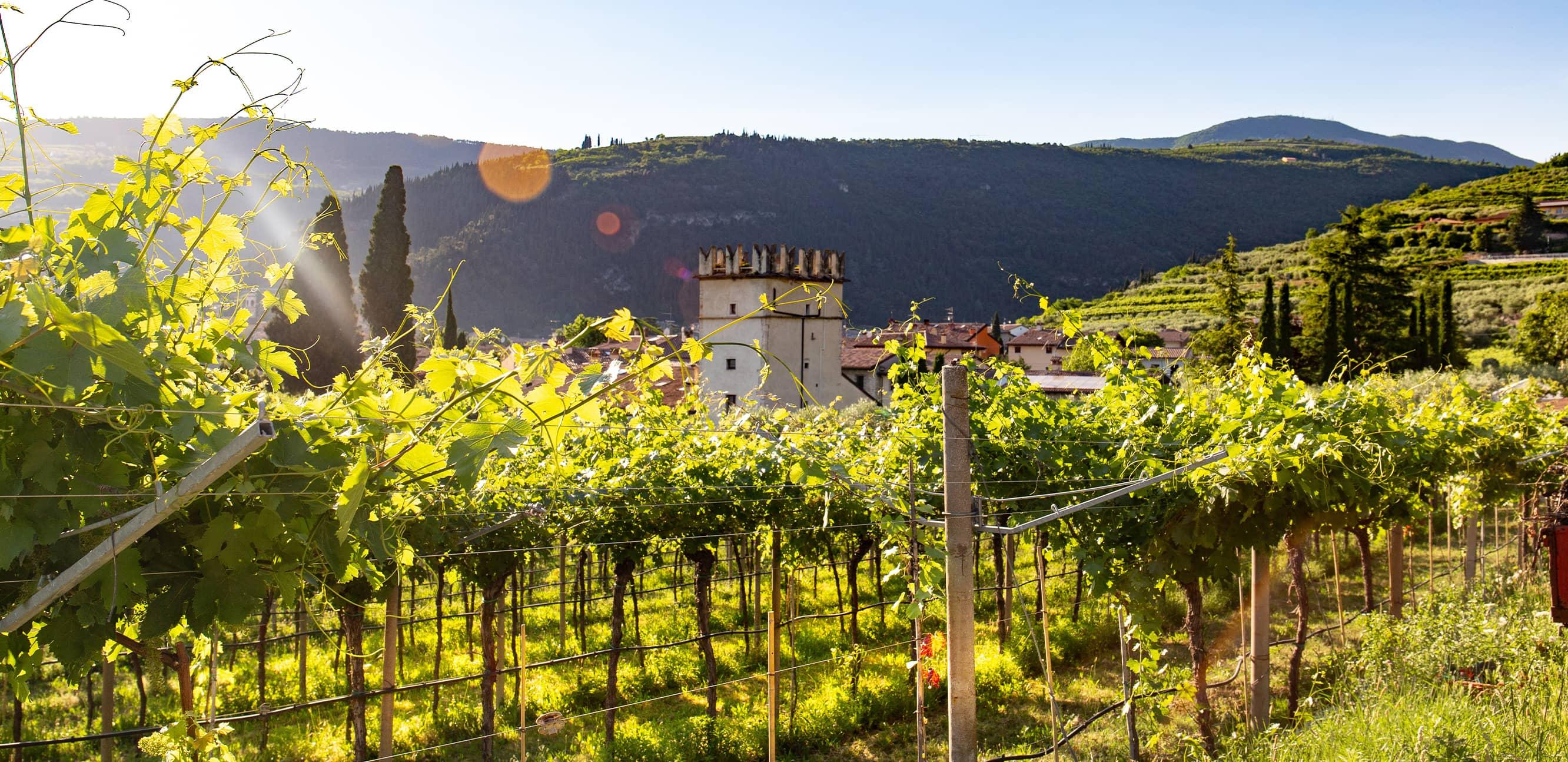 vineyard_editorial_header_desktop.jpg
