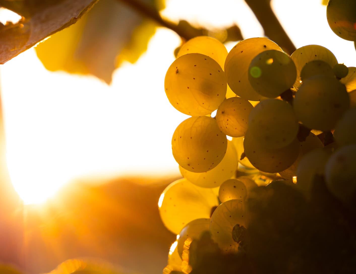 vineyard_split_1.jpeg