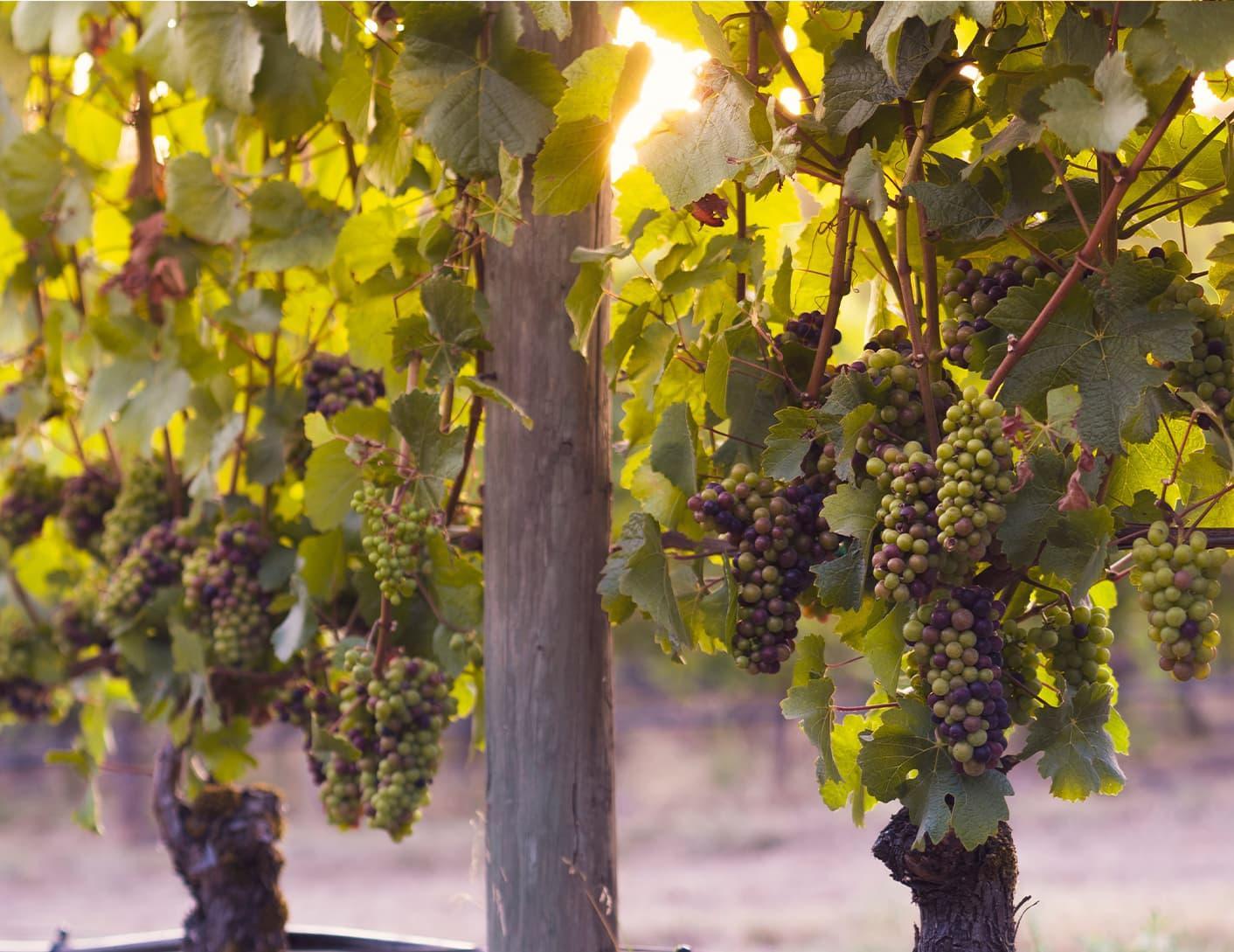 vineyard_split_5.jpeg