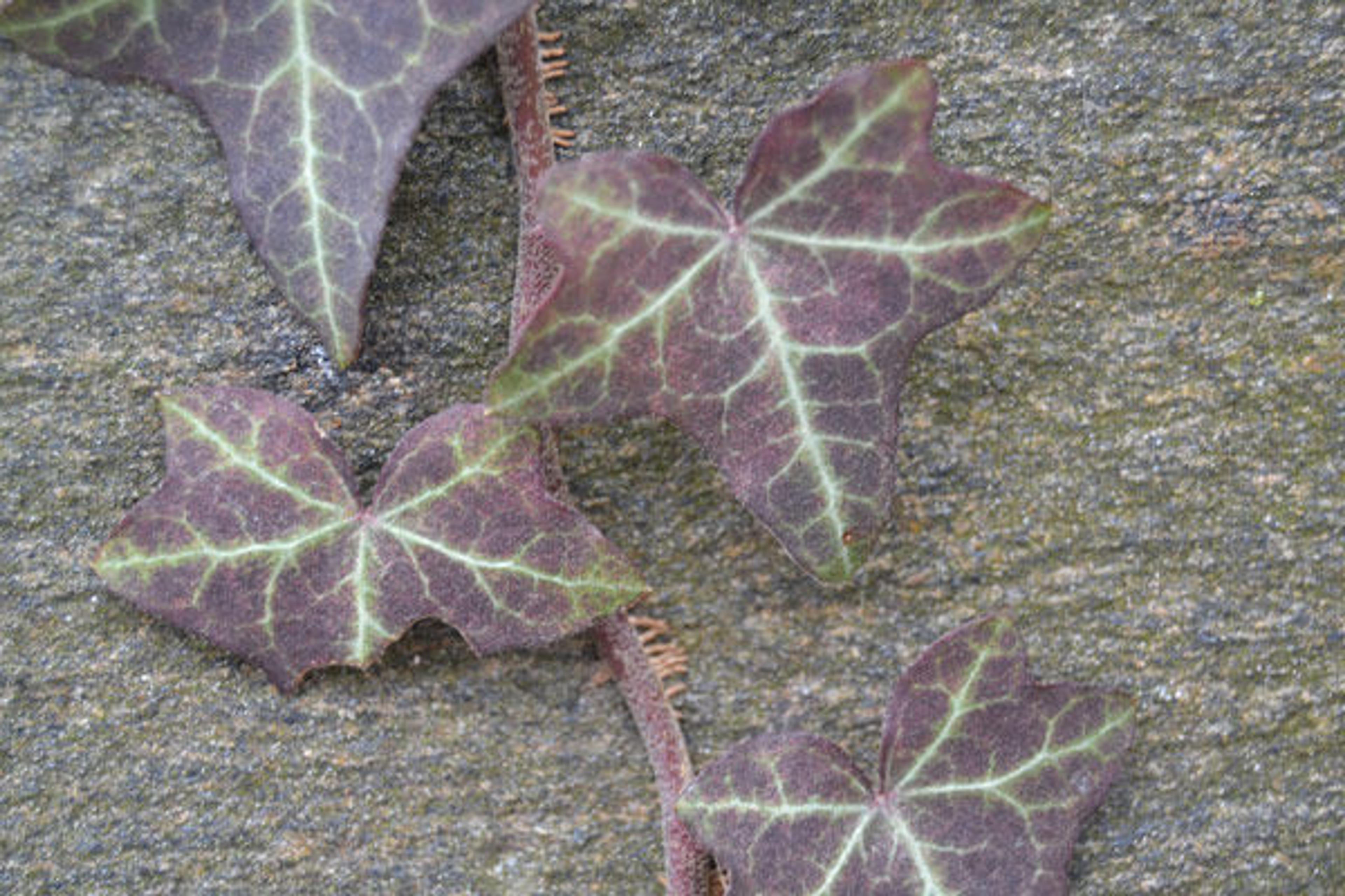 English ivy (Hedera helix)