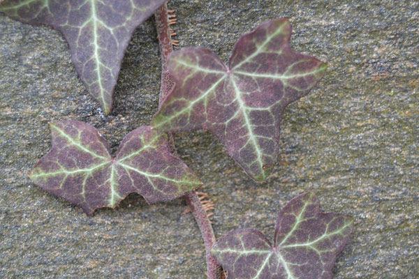 English ivy (Hedera helix)