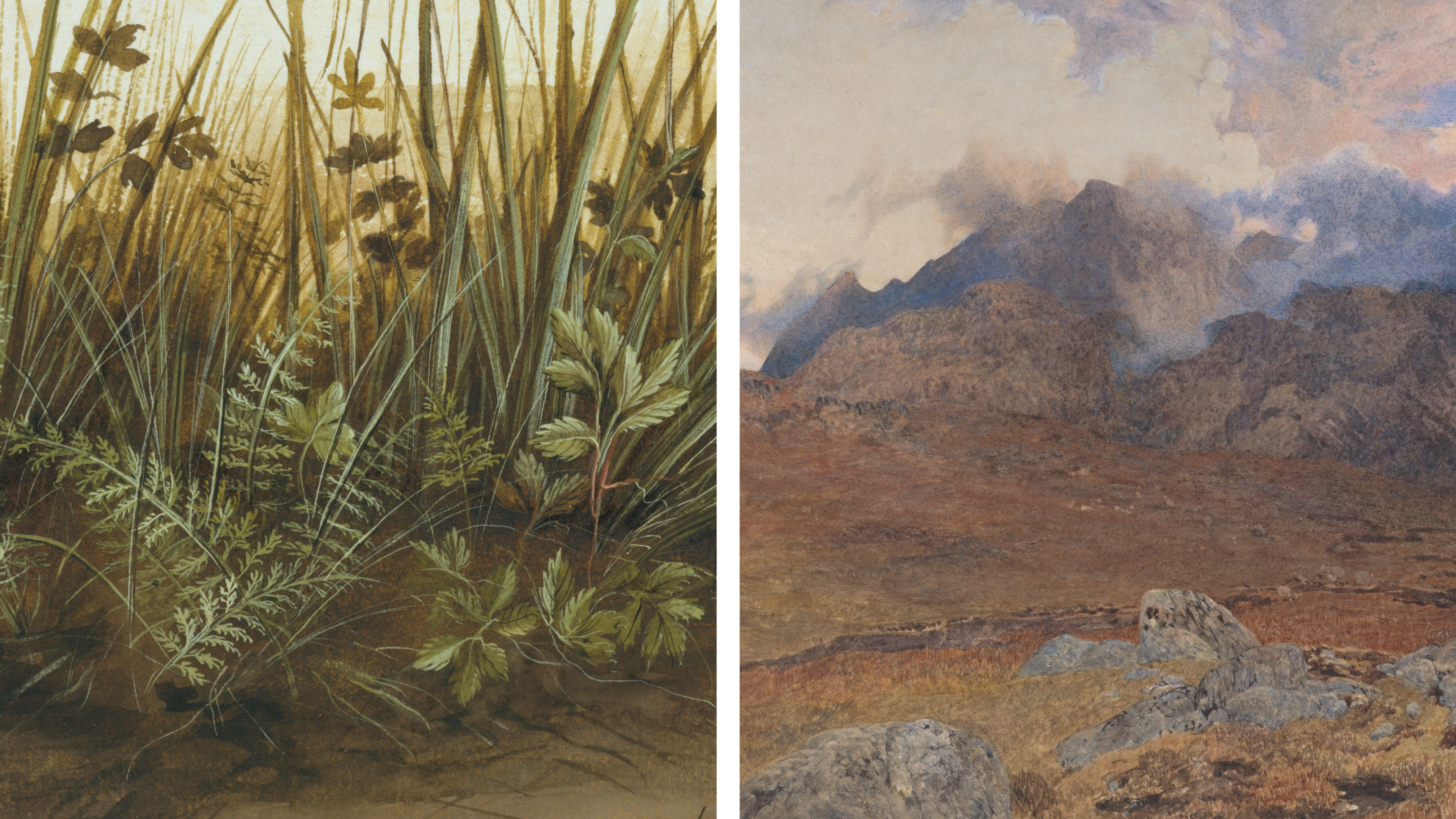 Left: a detailed watercolor image of thick green weeds and grasses. Right: A barren, rocky landscape stretching into the distance rendered in watercolor.