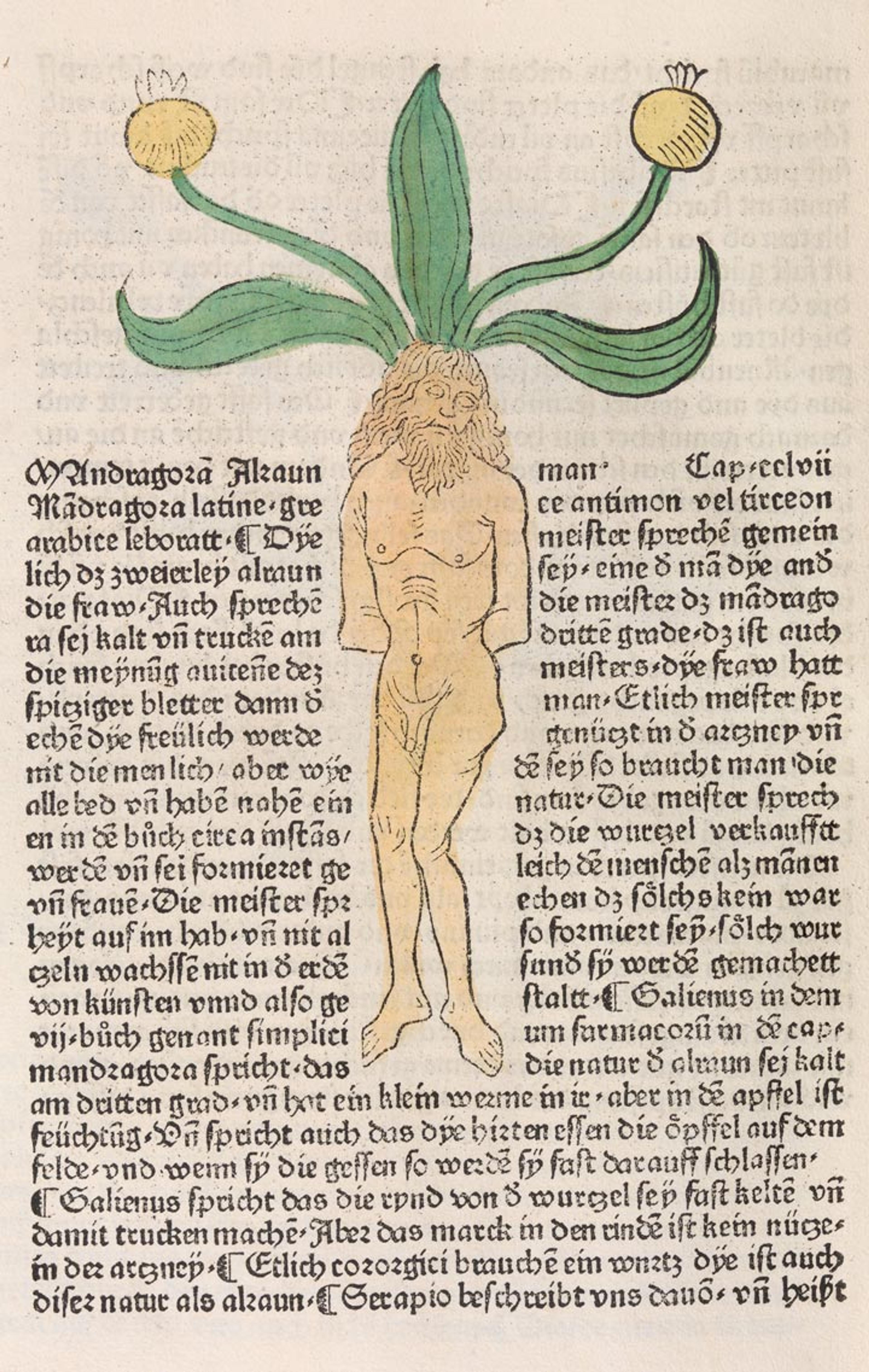 A woodcut by Hans Schönsperger the Elder depicts a human at the root of a growing mandrake