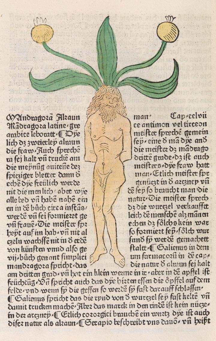 A woodcut by Hans Schönsperger the Elder depicts a human at the root of a growing mandrake
