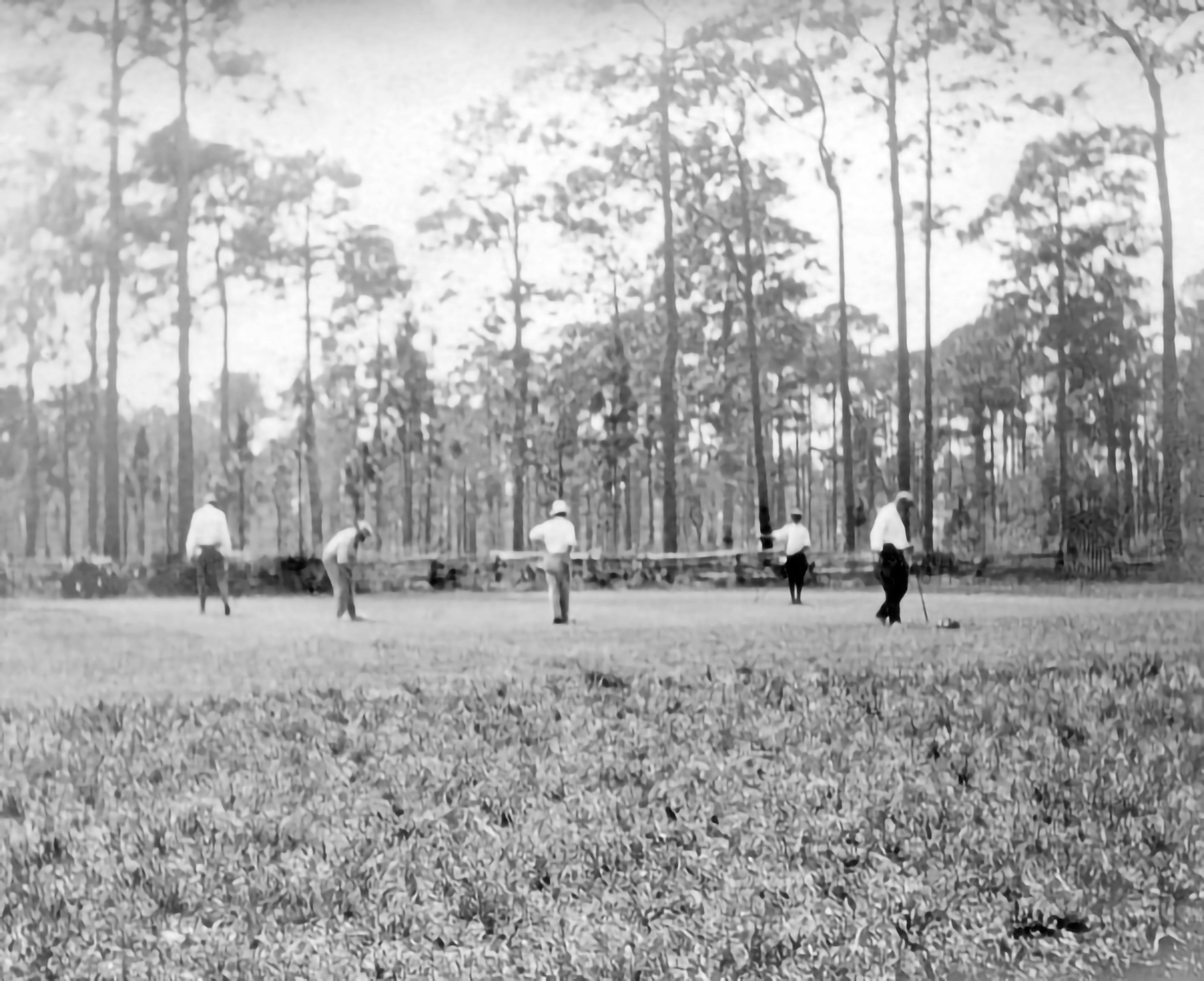 Black-and-white photo of several people playing golf on an open field with tall trees in the background.