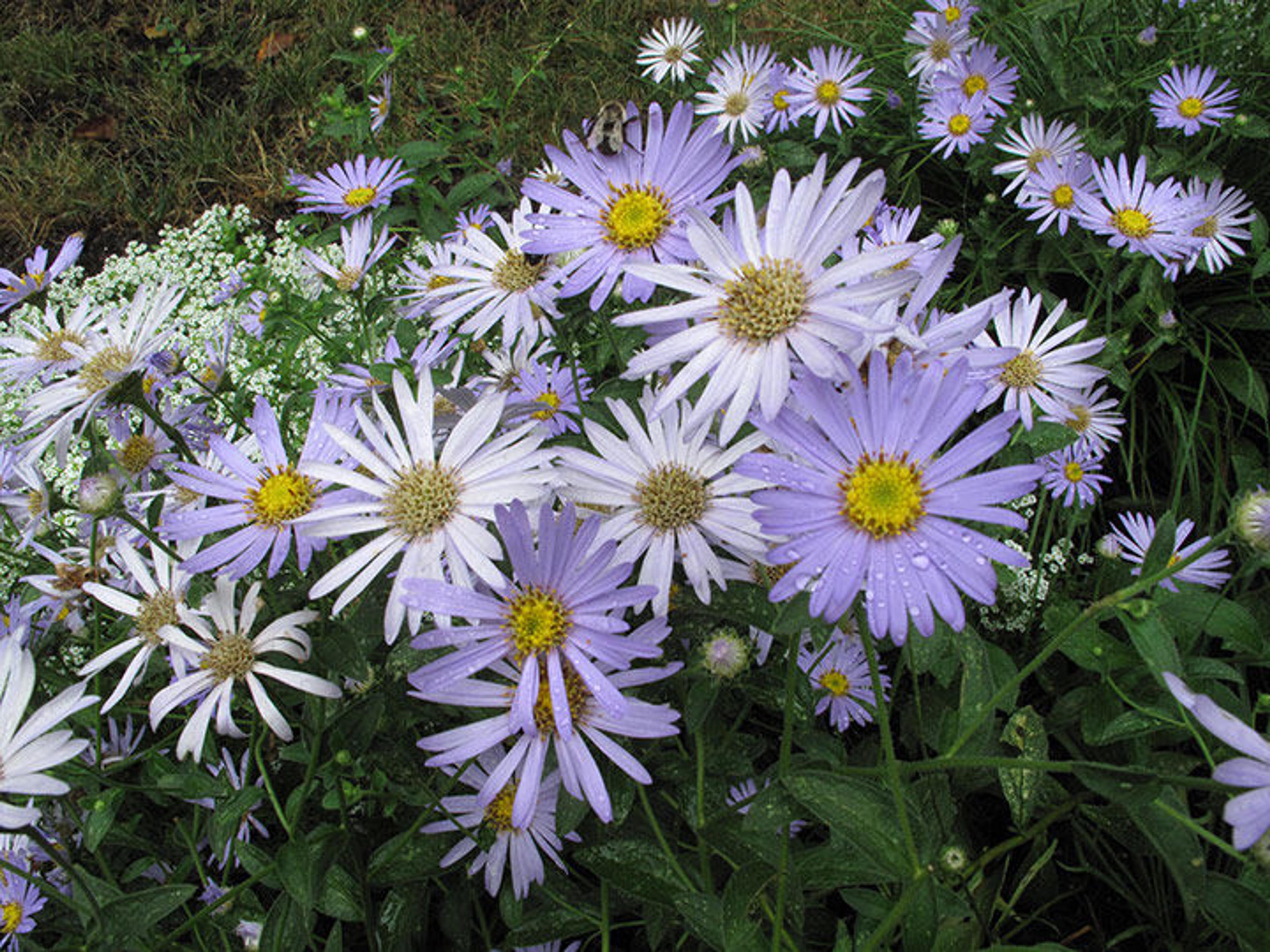 Aster amellus